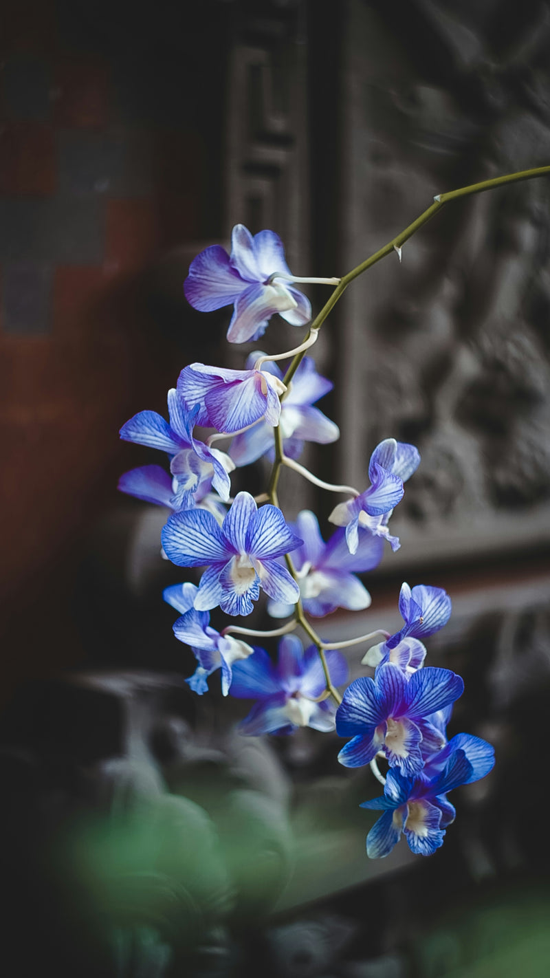 Orchid
