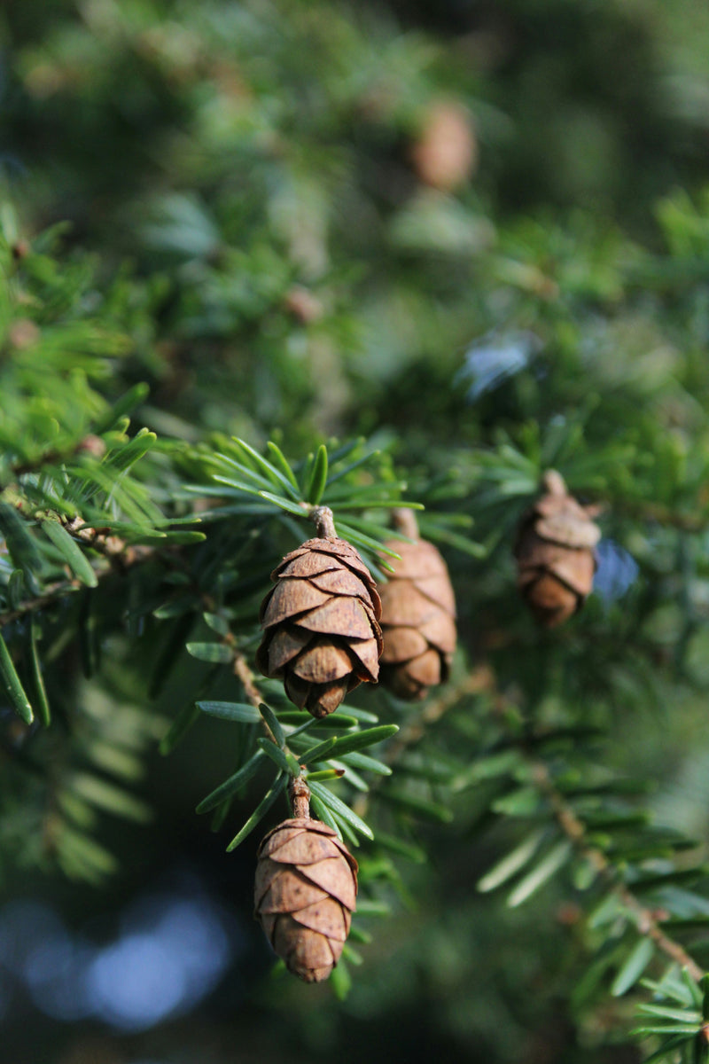 Cedar